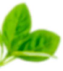 Vegetarian Food